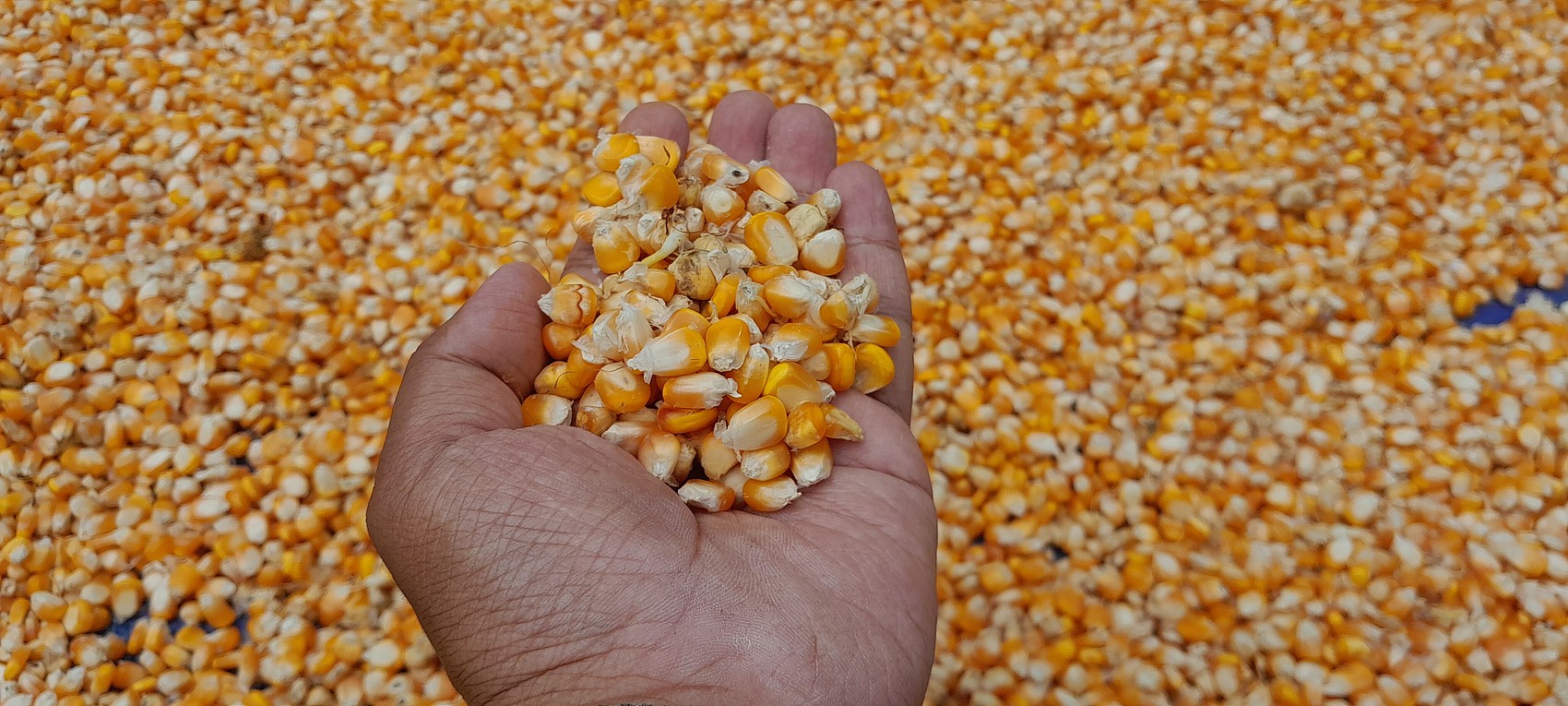corn